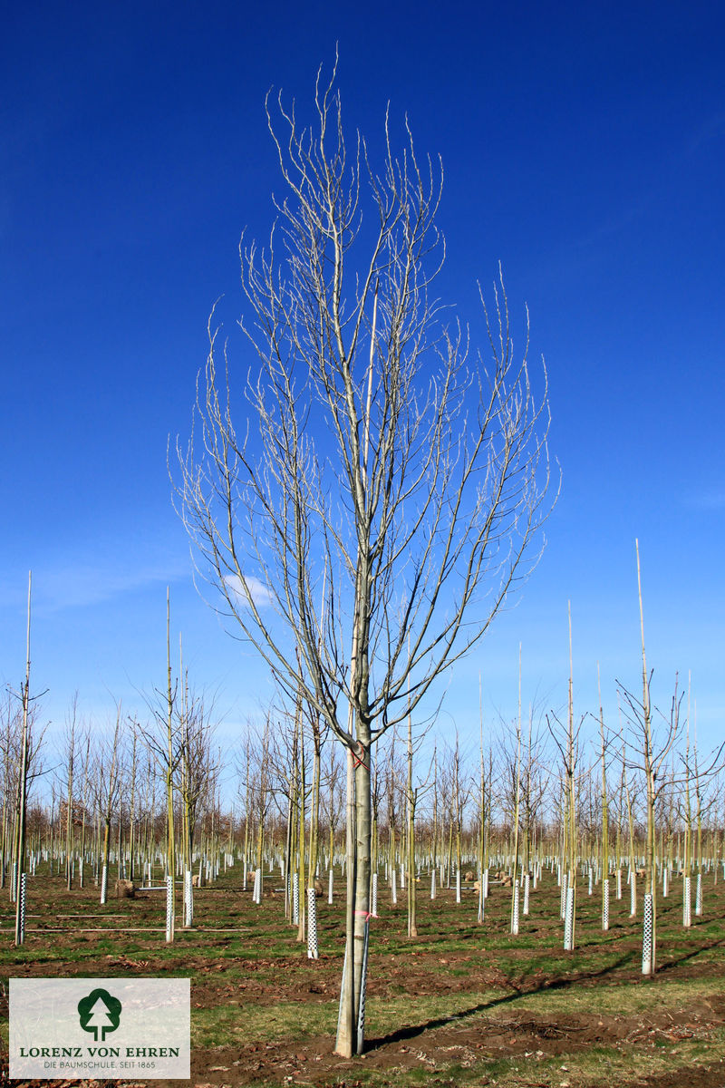 Populus alba 'Nivea'