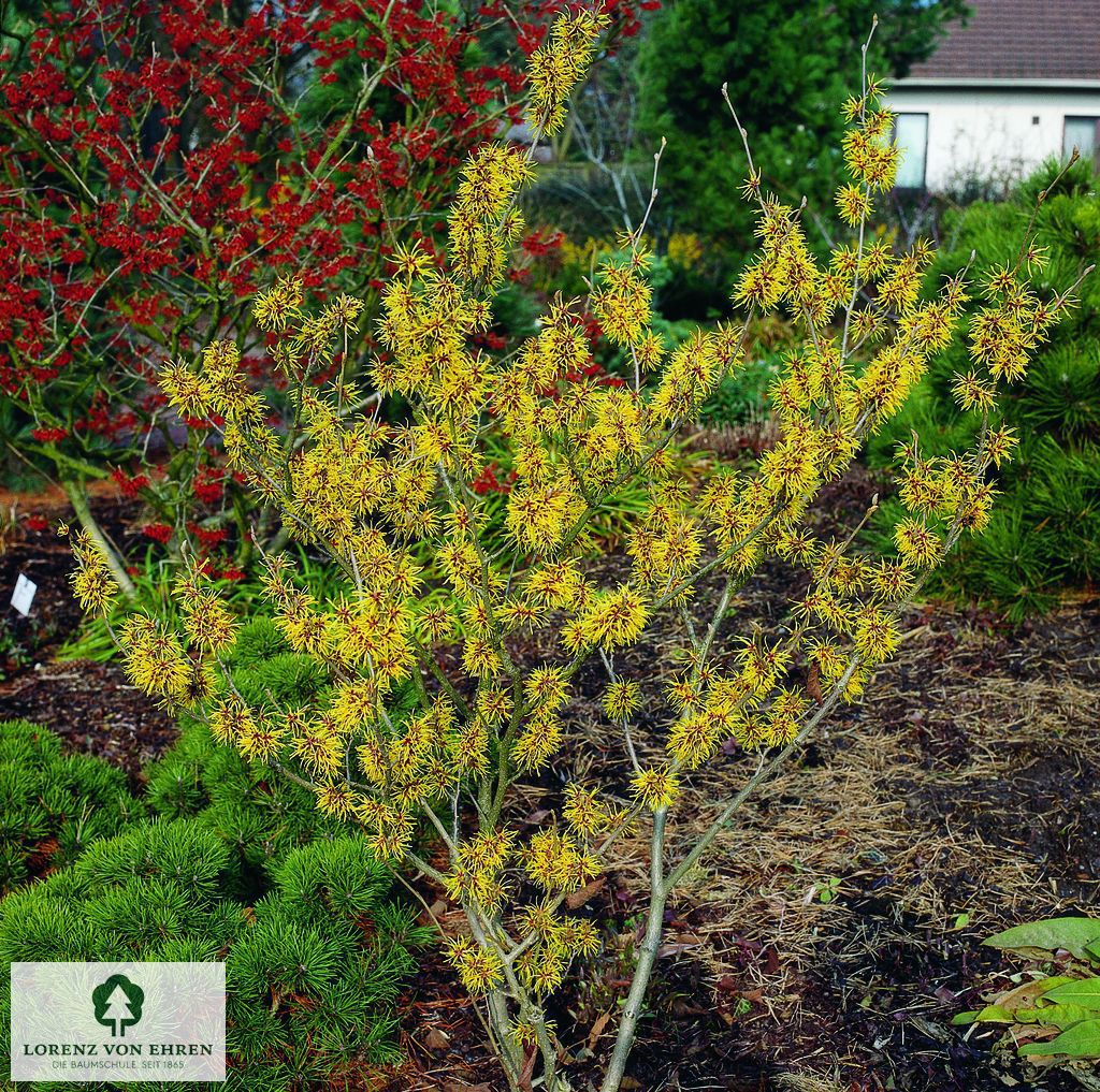Hamamelis 'Brevipetala'