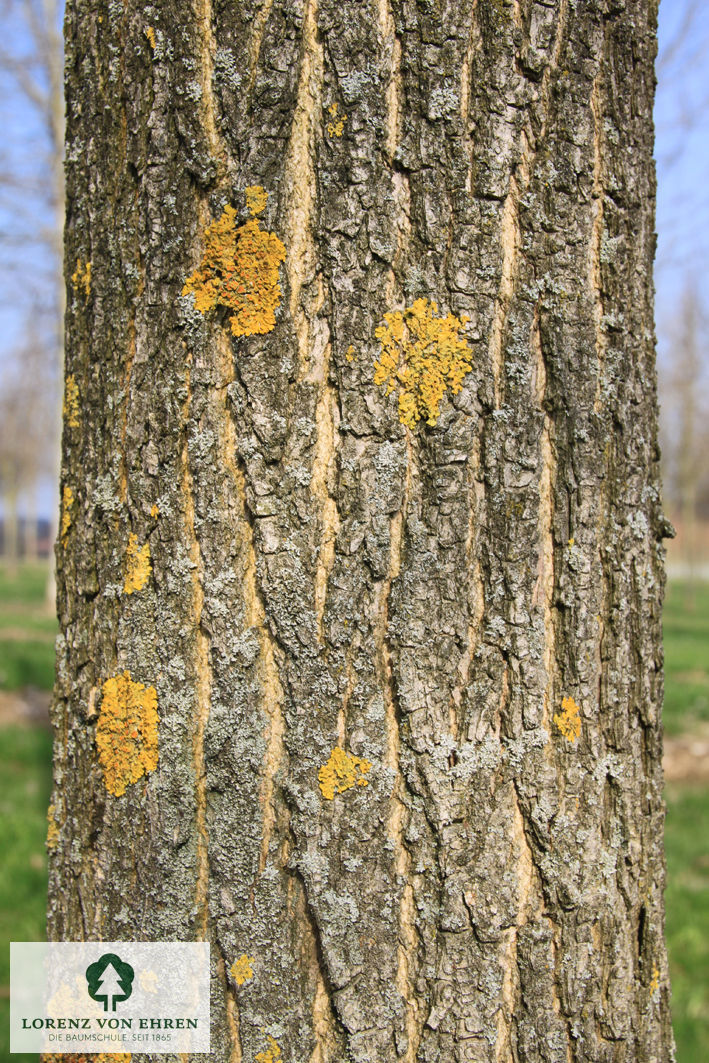 Die grau-gelbliche Rinde des Schurbaumes