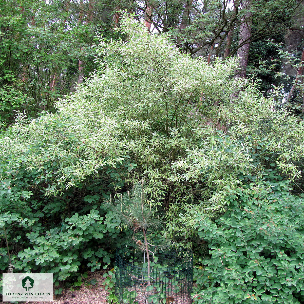 Elaeagnus multiflora