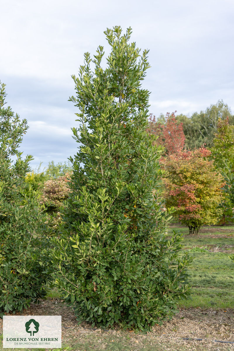 Quercus turneri 'Pseudoturneri'