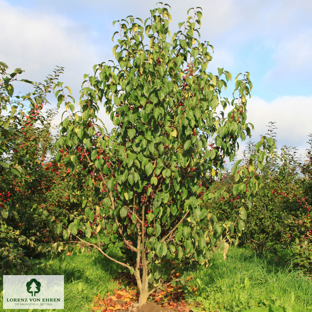 Malus baccata 'Street Parade'