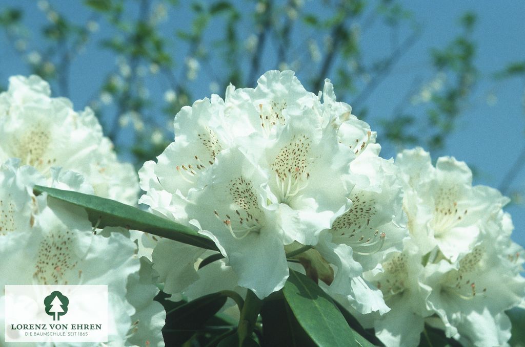 Rhododendron yakushimanum 'Schneekrone'