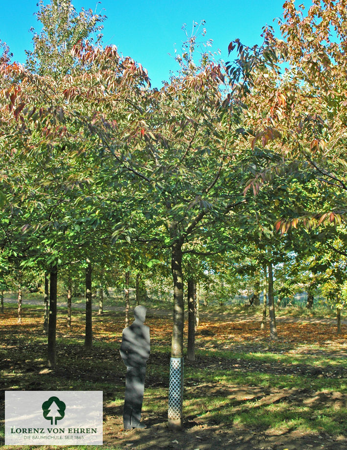 Prunus serrulata 'Shirotae'