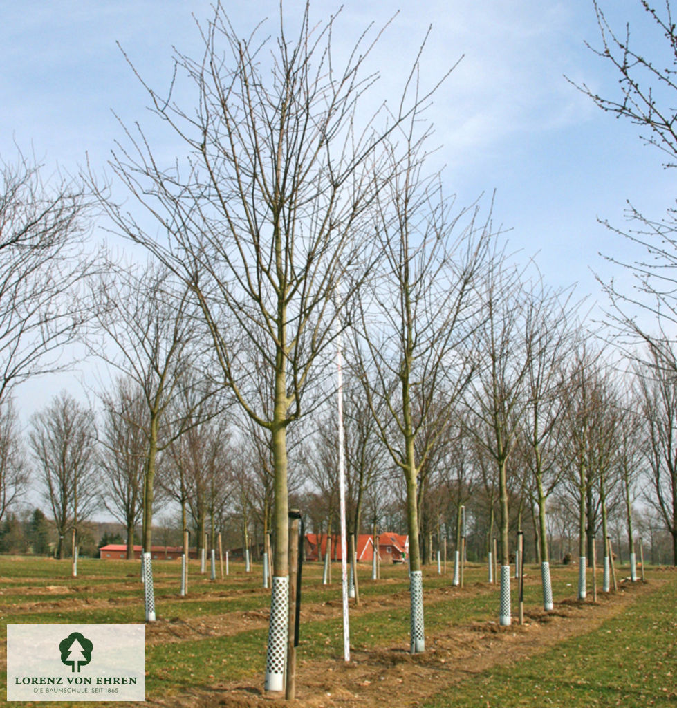 Prunus padus 'Watereri'