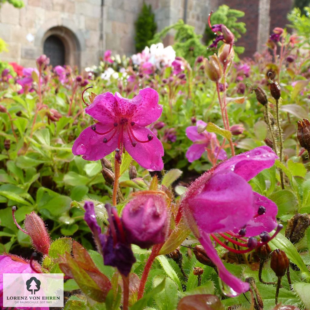 Rhododendron camtschaticum