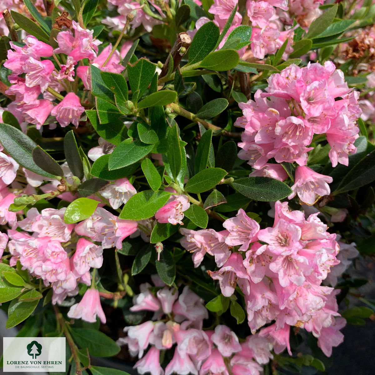 Rhododendron micranthum 'Bloombux'