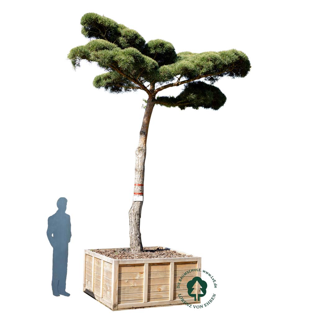 Norwegische Waldkiefer