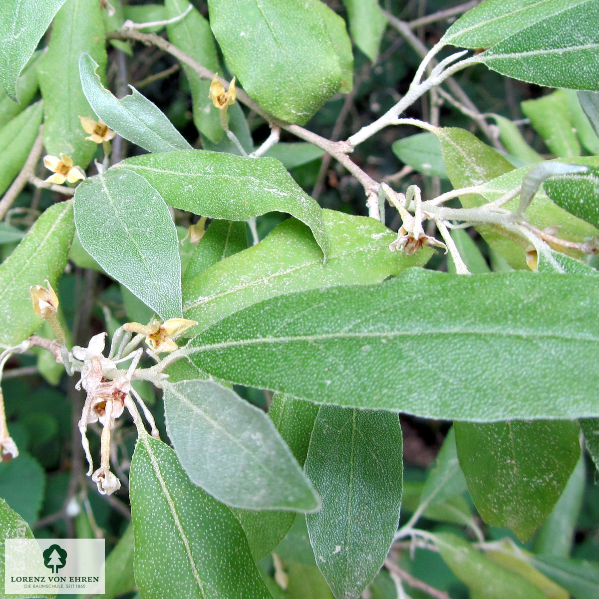 Elaeagnus multiflora