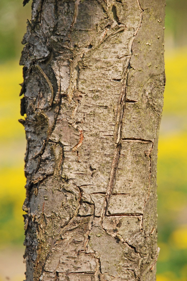 Malus floribunda Unikat