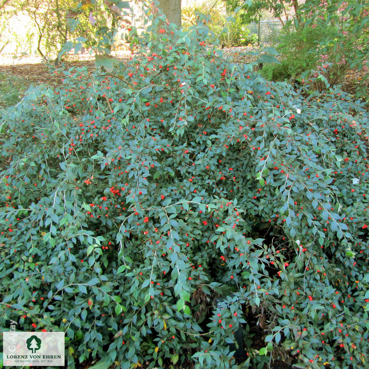 Cotoneaster franchetii