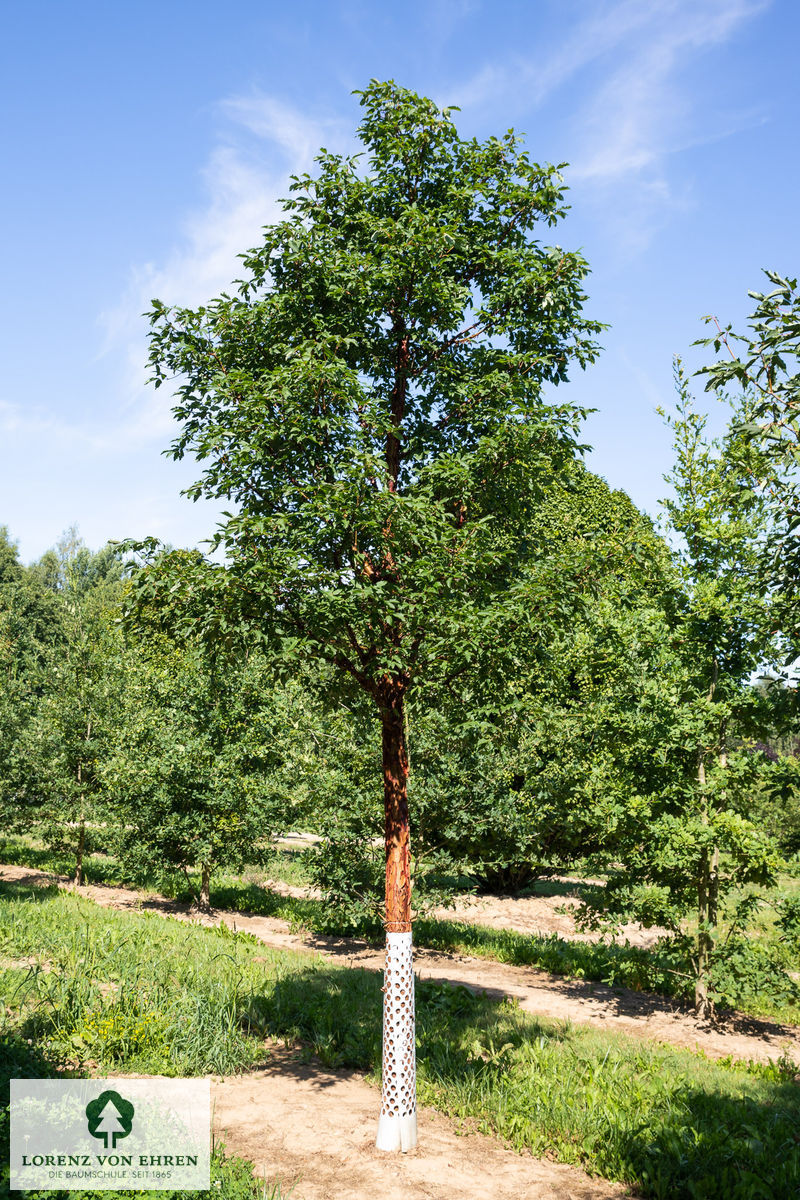 Acer griseum