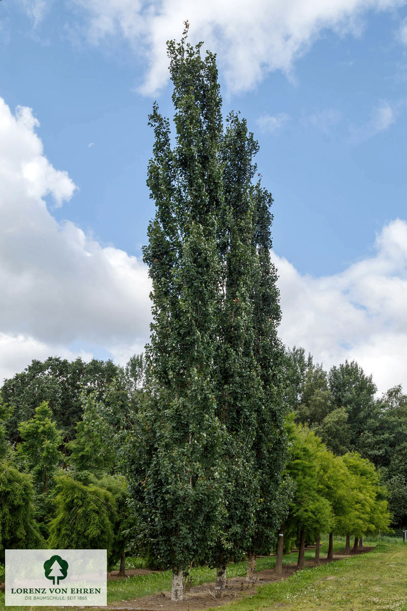 Populus tremula 'Erecta'