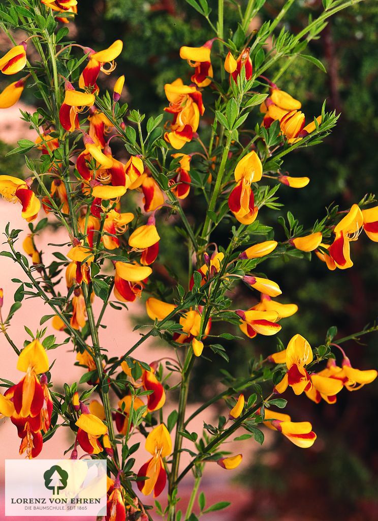 Cytisus scoparius 'Erlkönig'