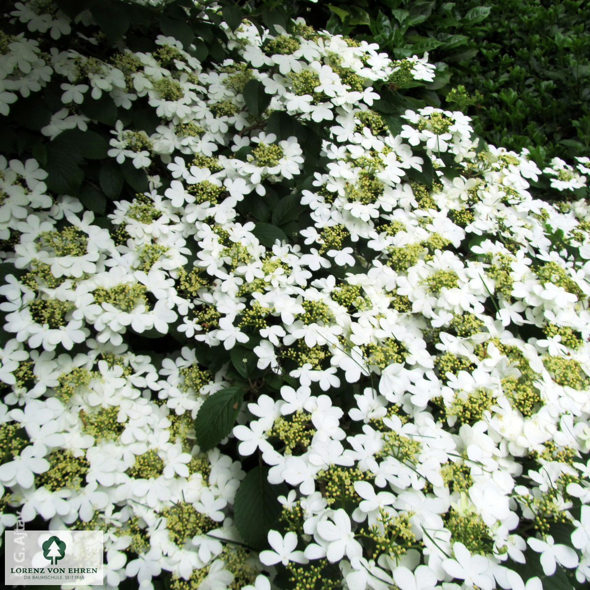 Viburnum plicatum 'Watanabe'