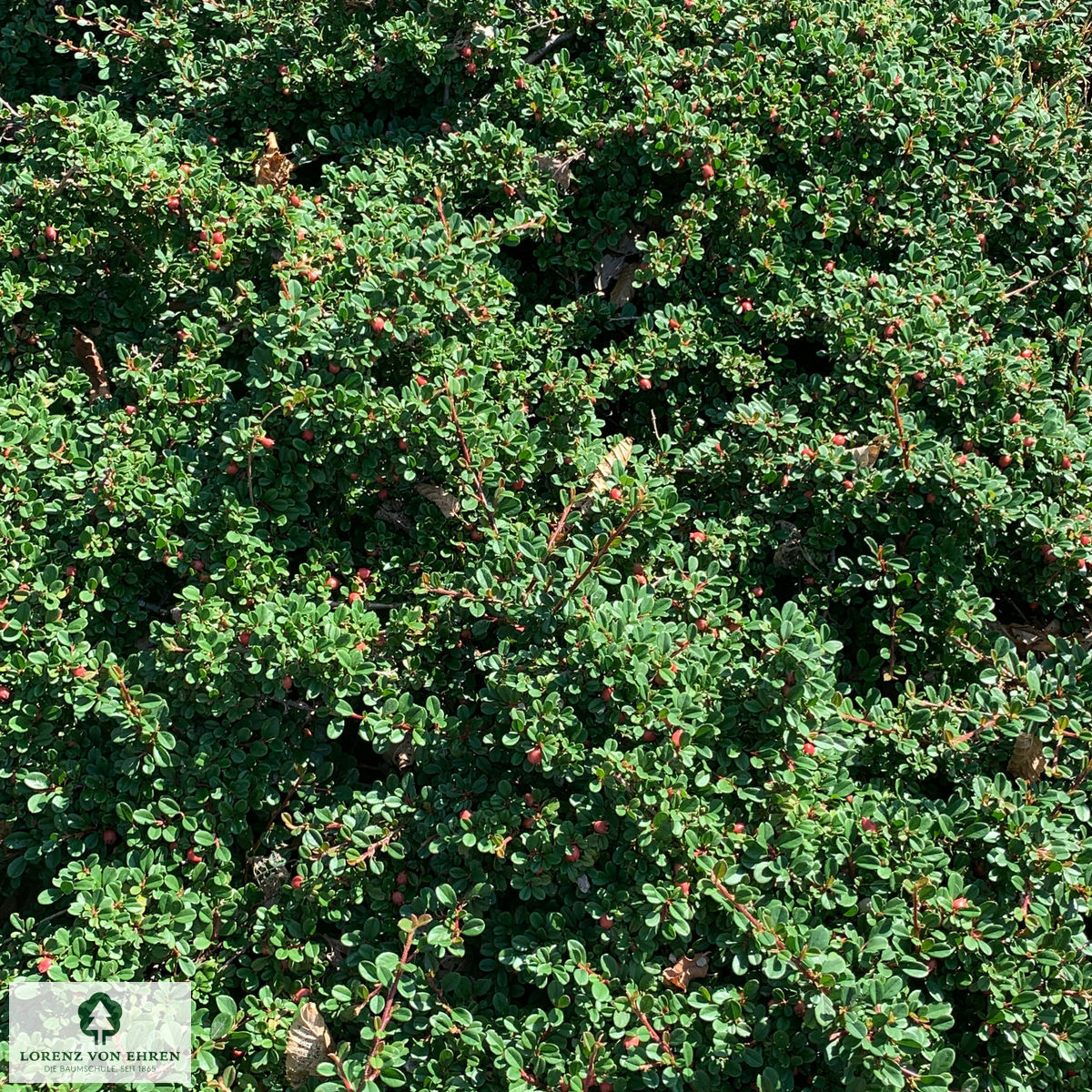 Cotoneaster dammeri 'Thiensen'
