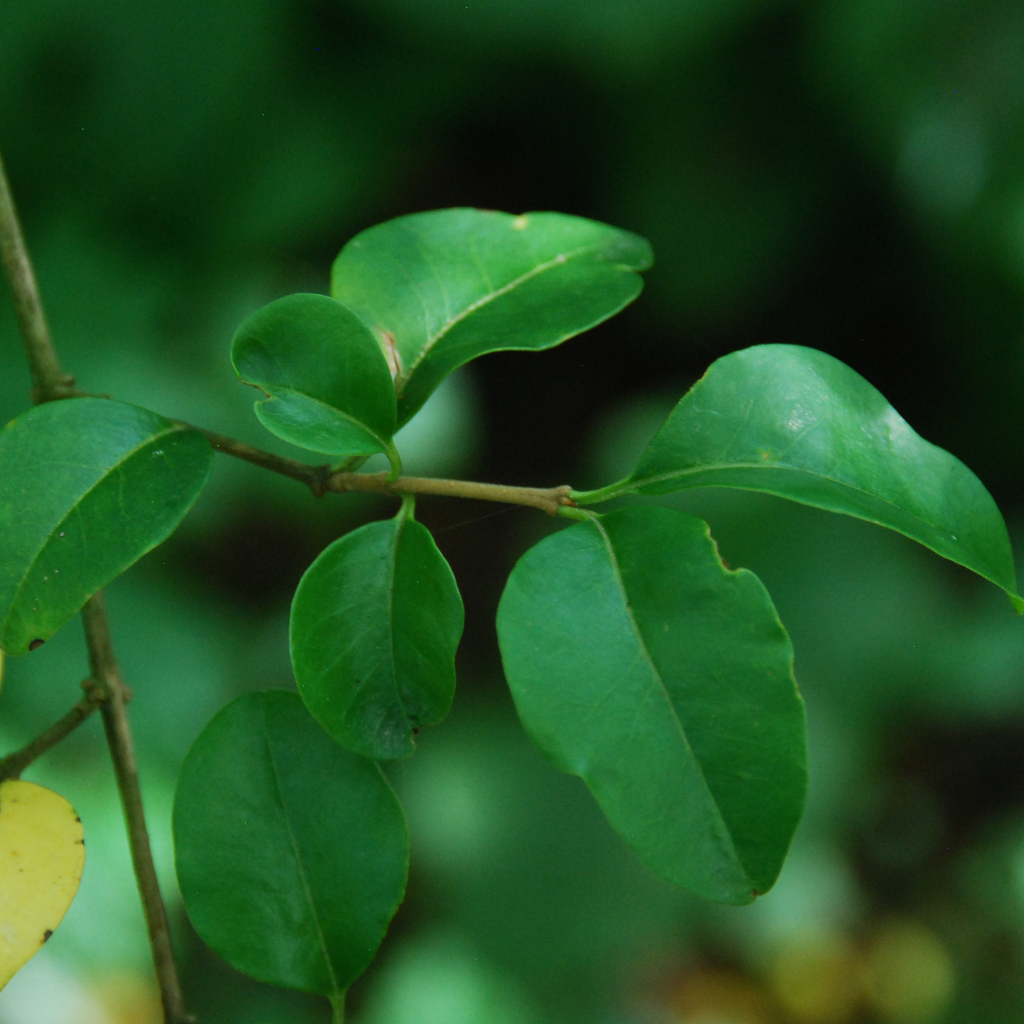 Ligustrum delavayanum: Diese Pflanze vereint Zartheit und Stärke in jedem Blatt und verleiht Ihrem Garten eine subtile, aber beeindruckende Schönheit.