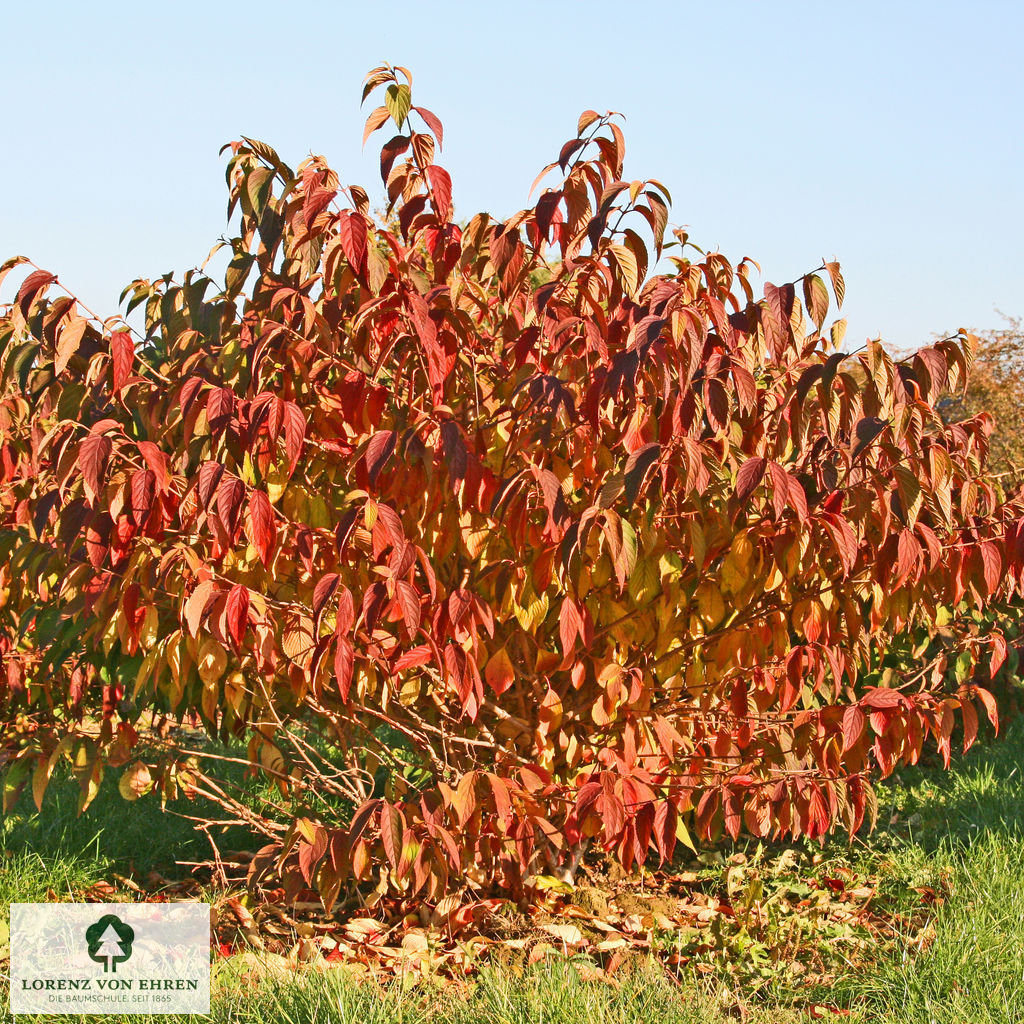 Viburnum plicatum 'Mariesii'