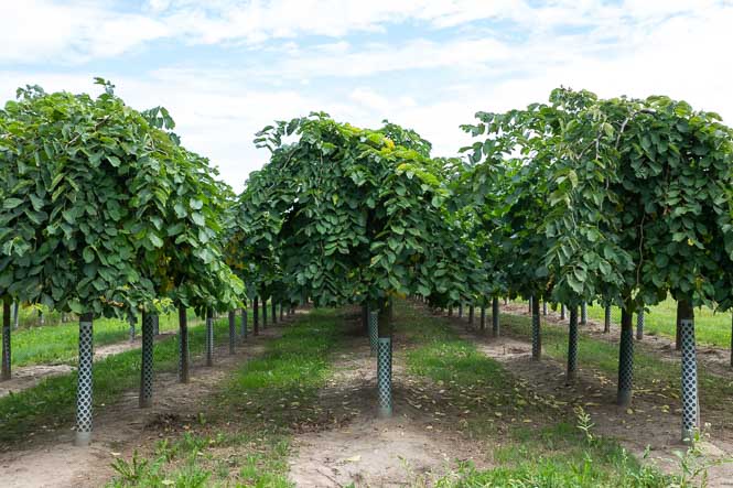 Hängende Ulmen in der Baumschule von Ehren