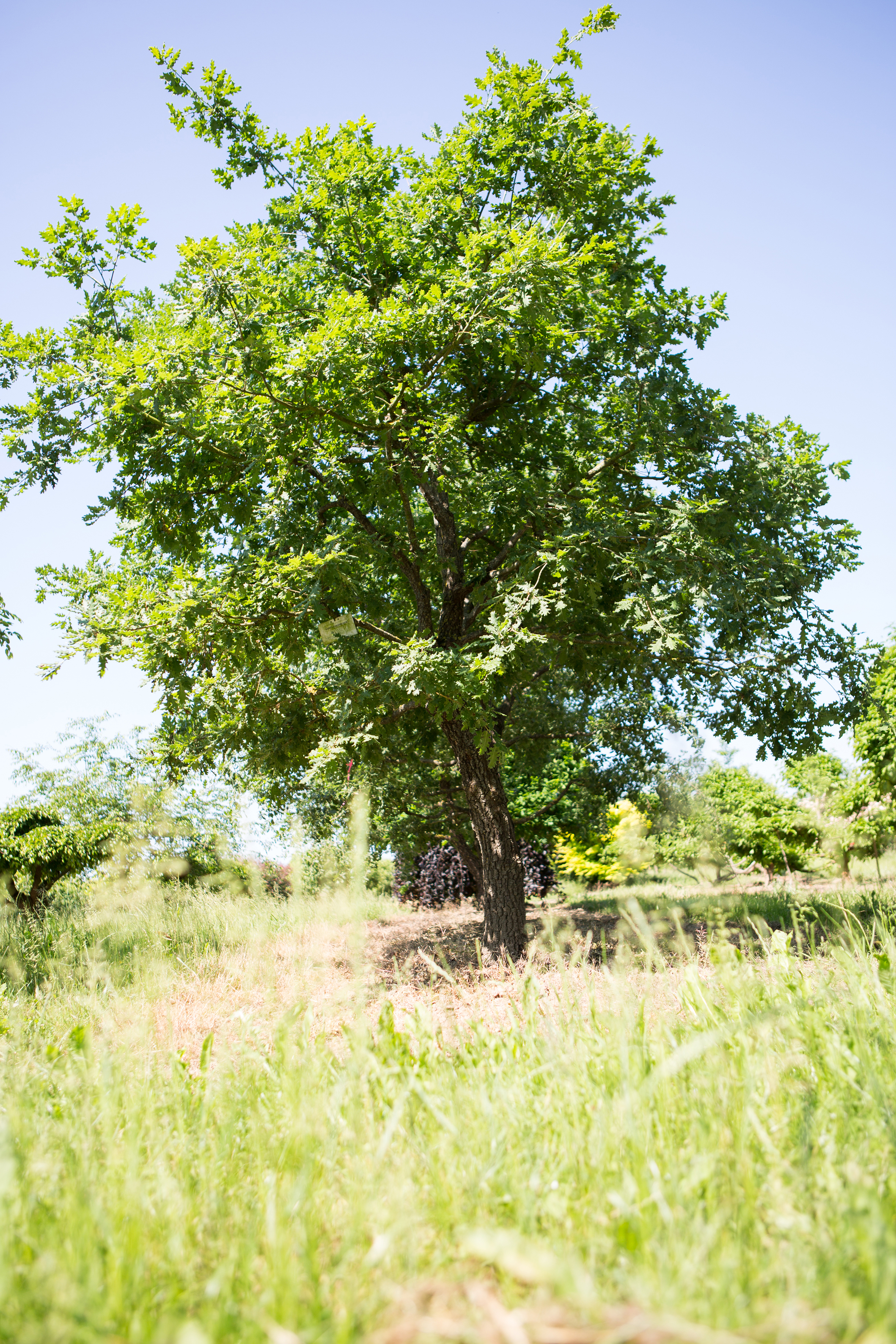 Quercus pubescens Unikat
