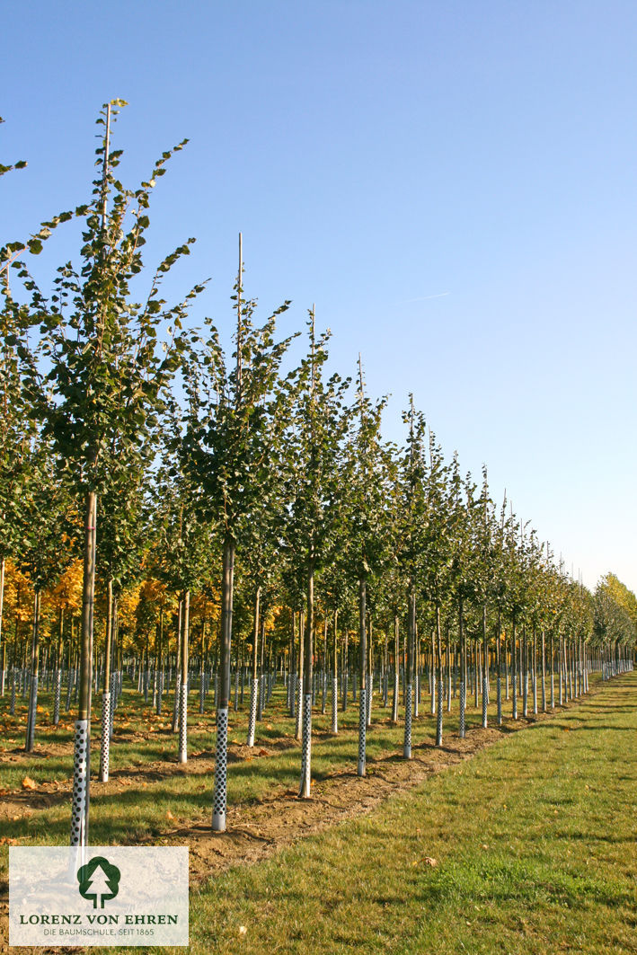 Tilia cordata 'Rancho'