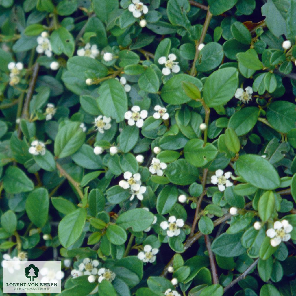 Cotoneaster dammeri radicans