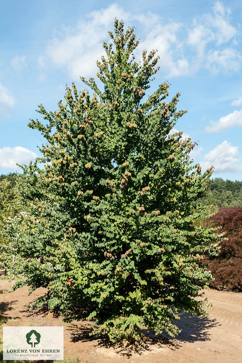 Cercidiphyllum japonicum