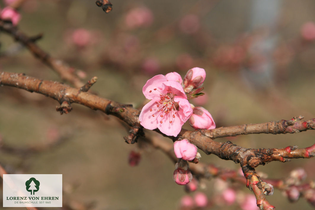 Prunus persica 'Revita'