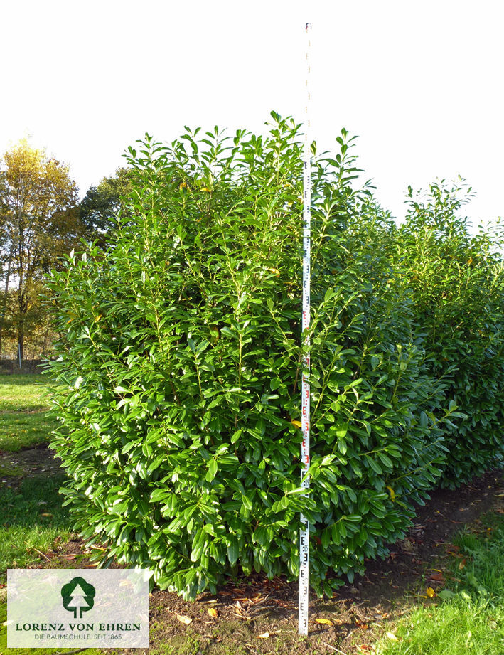 Prunus laurocerasus 'Novita'