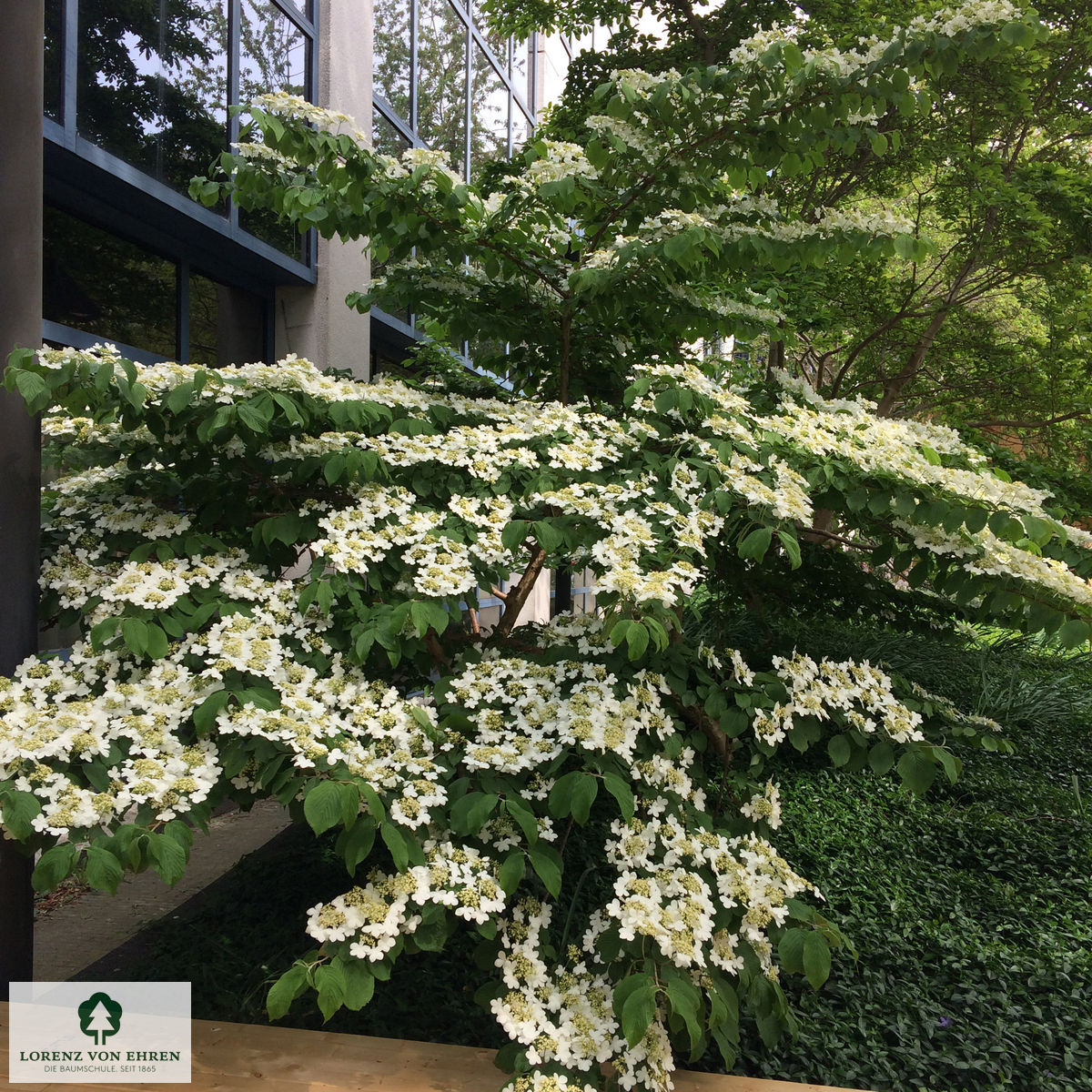 Viburnum plicatum 'Mariesii'