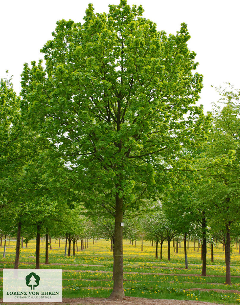 Tilia platyphyllos 'Rubra'