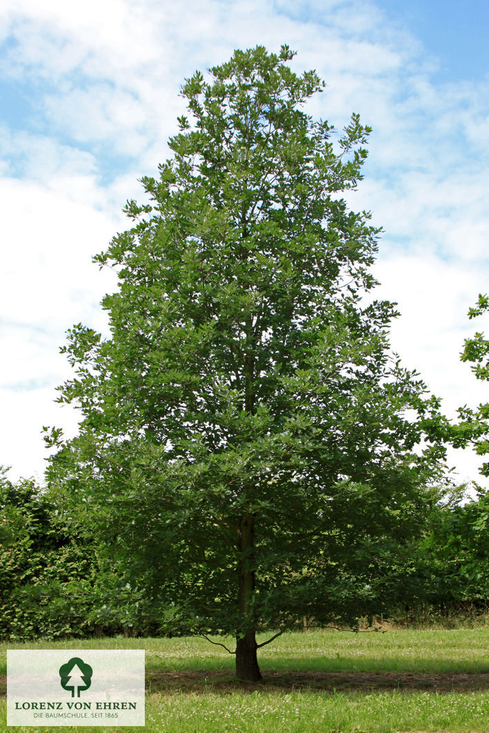 Quercus petraea