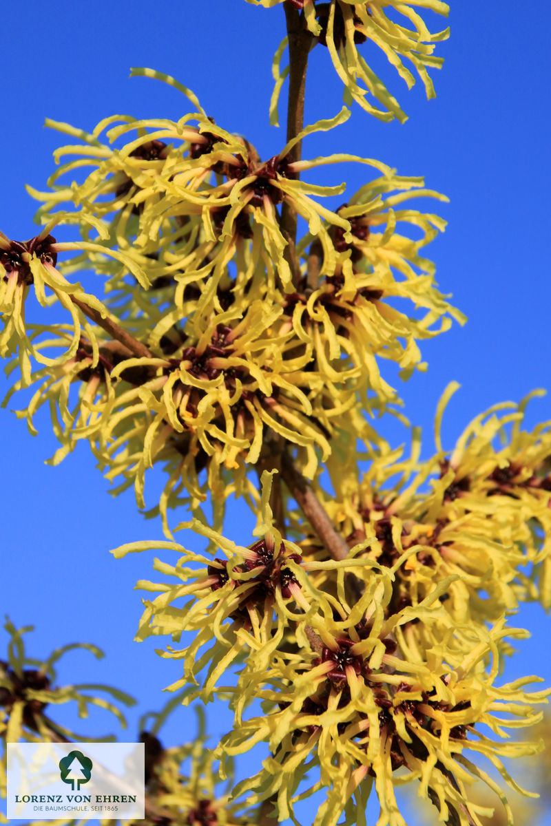 Hamamelis intermedia 'Westerstede'