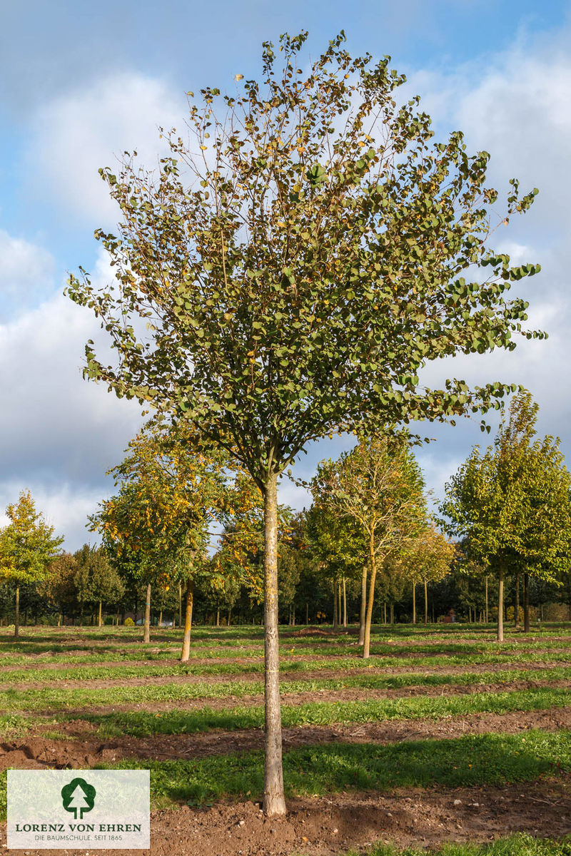 Cercidiphyllum japonicum