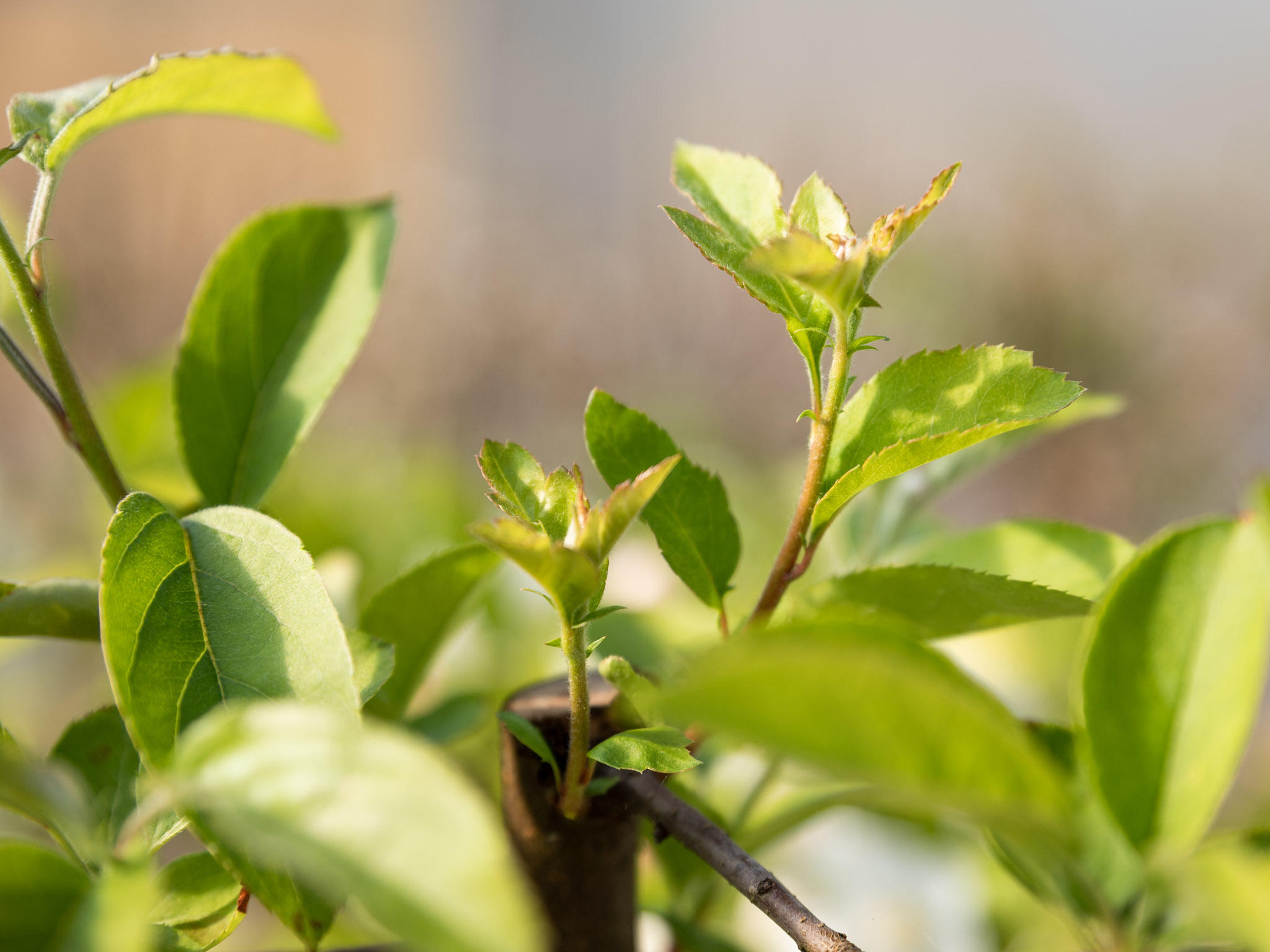 Malus 'Professor Sprenger' Unikat