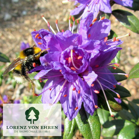 Rhododendron russatum 'Gletschernacht'