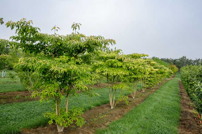 Mehrstämmige Hartriegel in Reihen gepflanzt