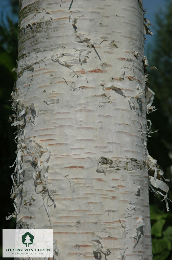 Betula ermanii
