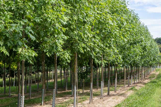 Eschen soweit das Auge reicht