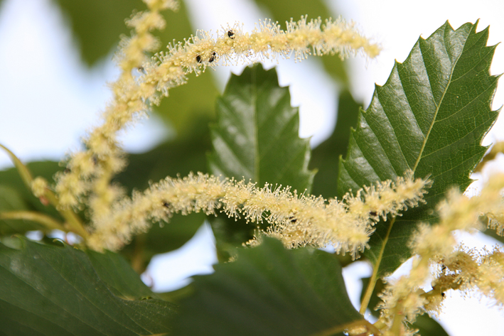 Castanea sativa Unikat