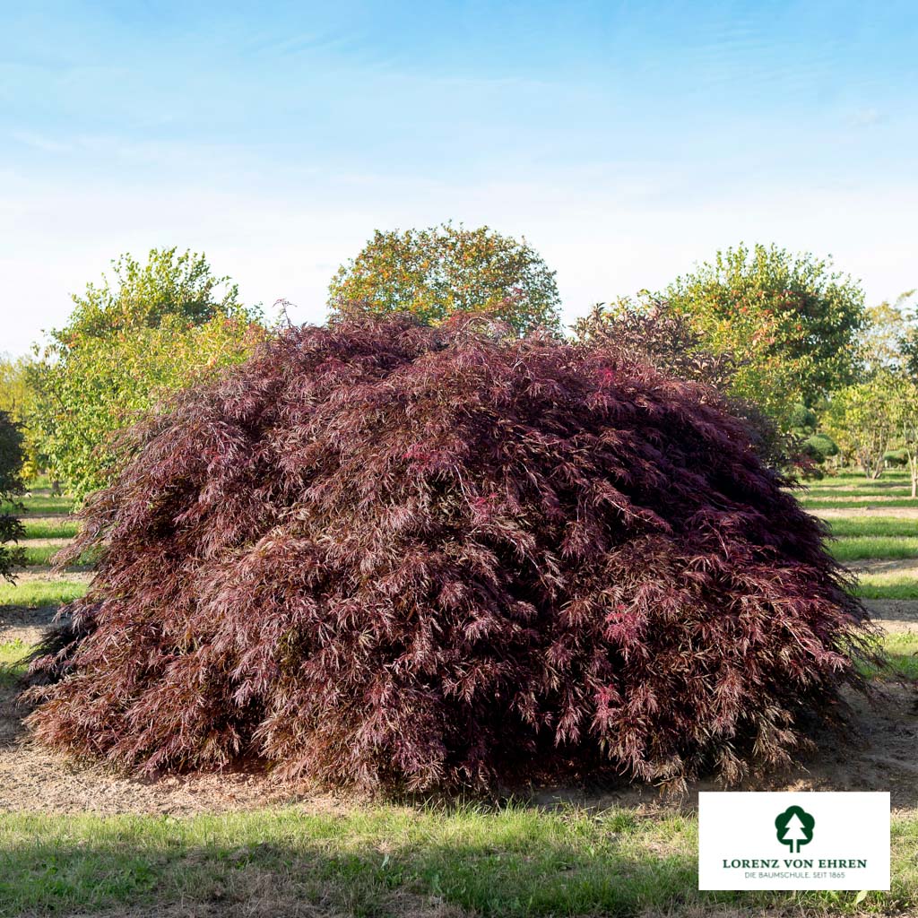Acer palmatum 'Dissectum Garnet'