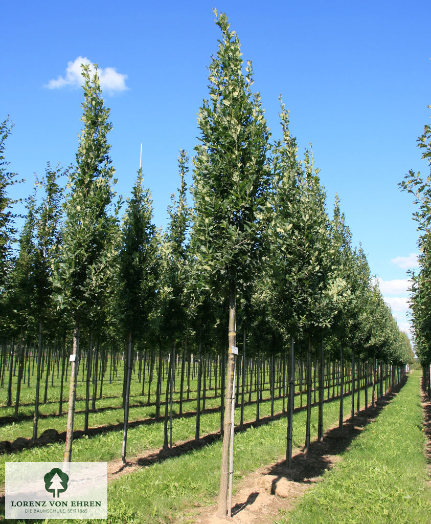 Quercus robur 'Fastigiata Koster'