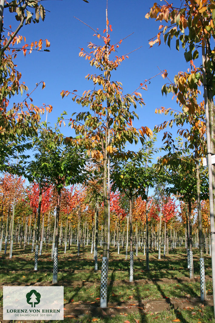 Prunus serrulata 'Shirotae'