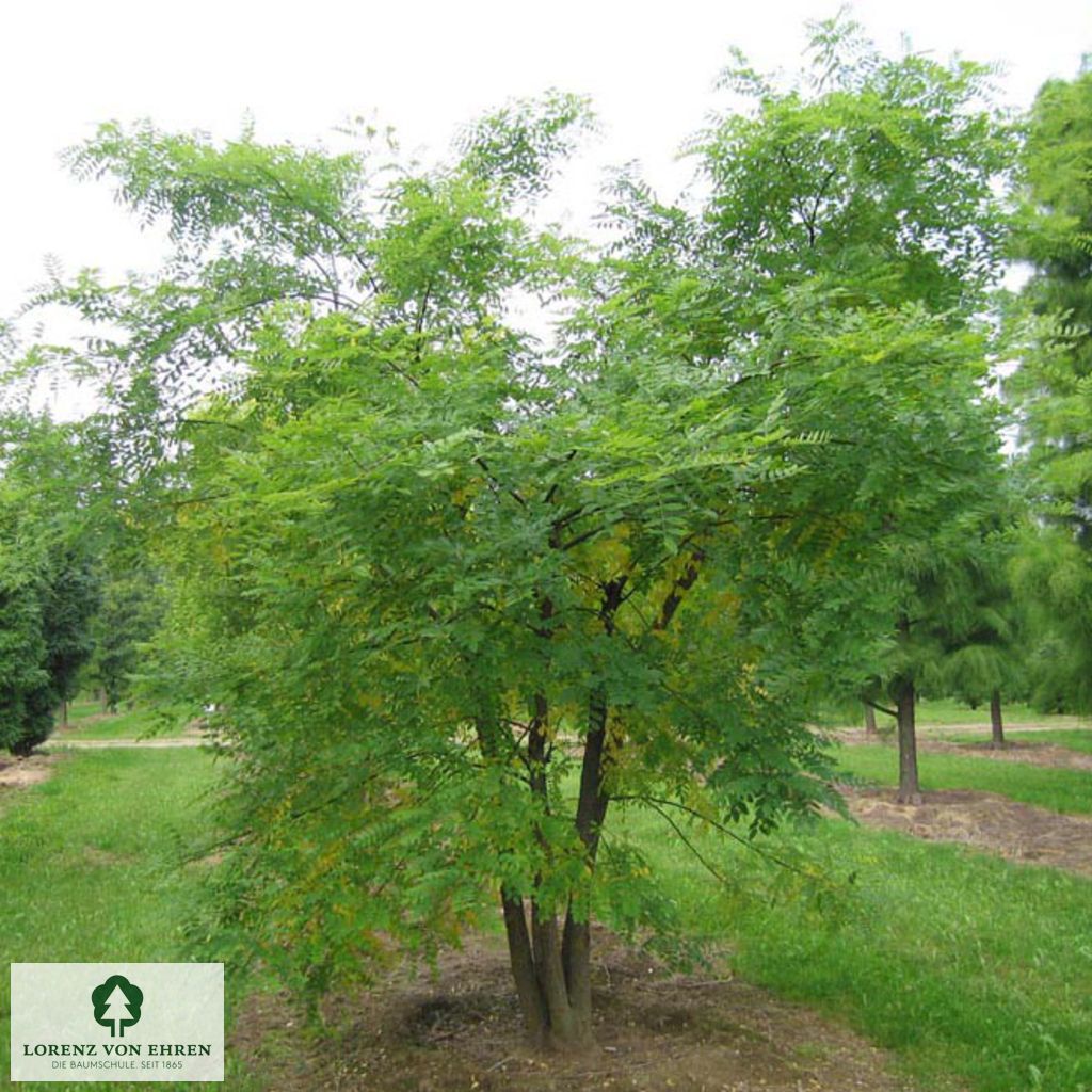 Sommergrüner buschartig wirkender Schnurbaum mit mehreren Stämmen