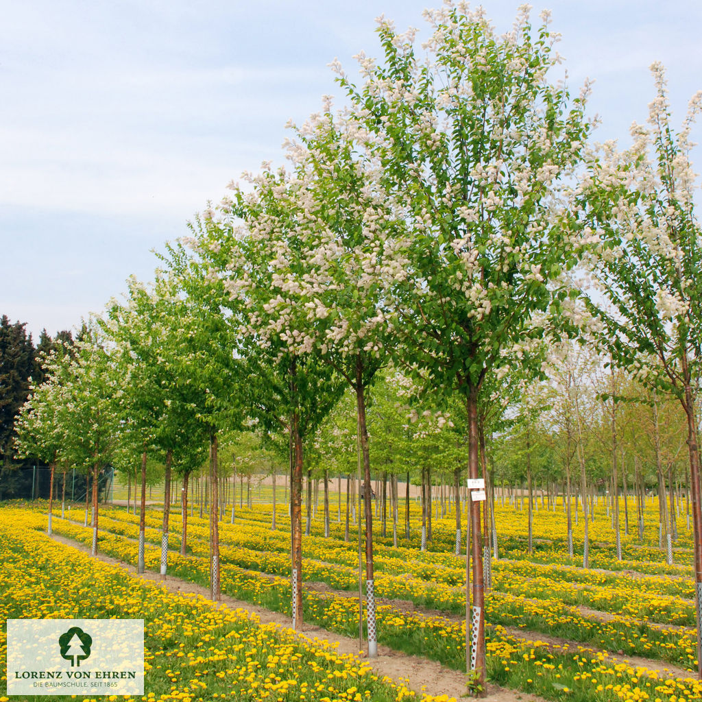 Prunus maackii 'Amber Beauty'