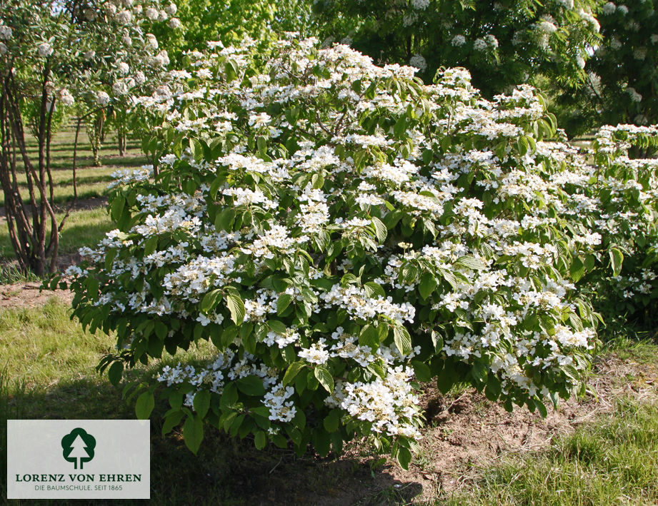 Viburnum plicatum 'Mariesii'