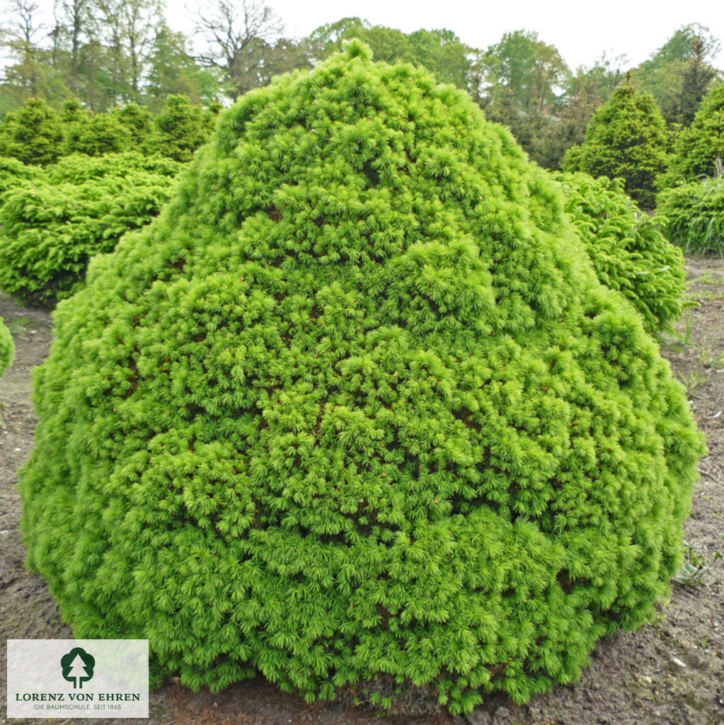 Picea glauca 'Alberta Globe'