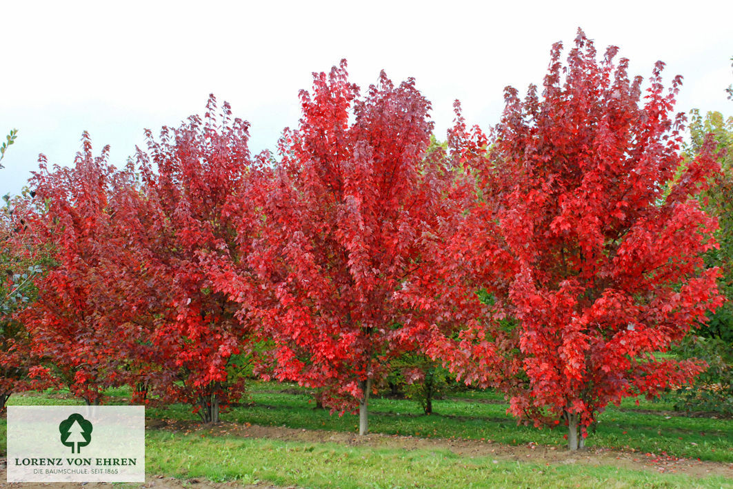 Acer rubrum 'Red Sunset'