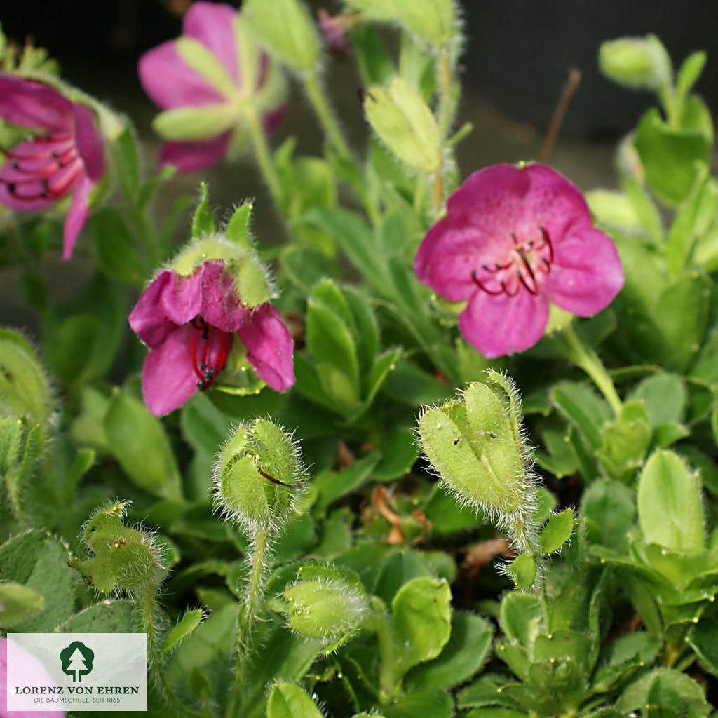 Rhododendron camtschaticum