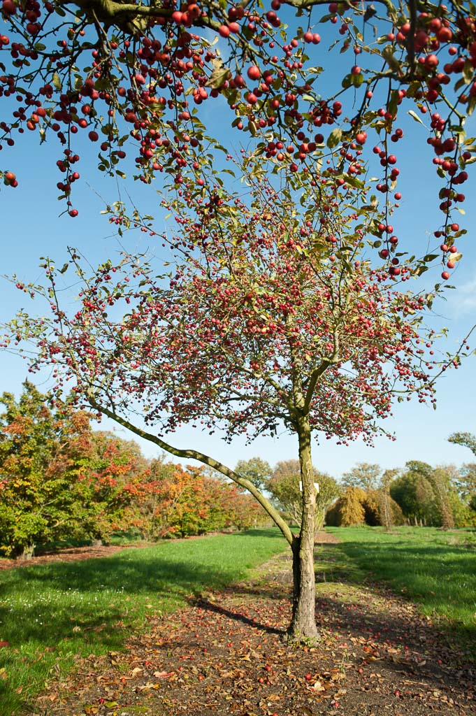 Malus 'Professor Sprenger' Unikat